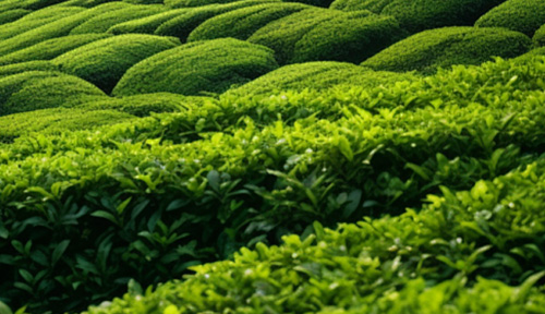 茶园种植